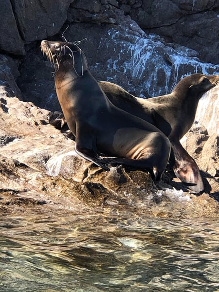 Entwined Sea Lion on Rock_©Greater Good Charities_Puerto Penasco 2019
