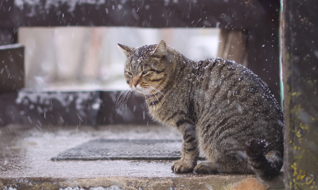 Extreme Winter Weather-1