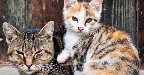 Feral-Blog-3-768x768-1