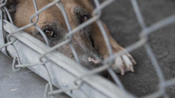 Foxy the Dog with Head Down 1_©Greater Good Charities_PXP