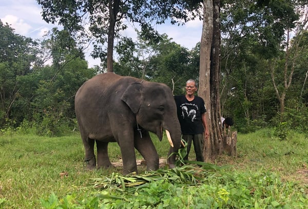 Gading-InternationalElephantFoundation