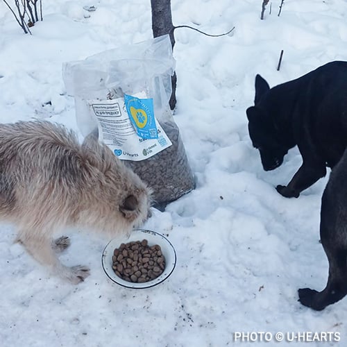 Give-Good-Ukraine-Feed-Pets-in-Need-03