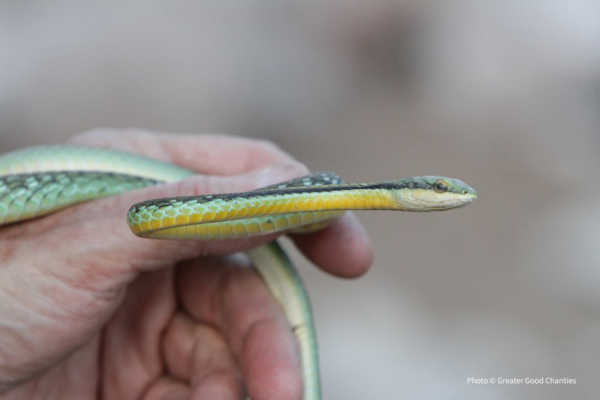 Parrot Snakes: A Closer Look at a Vibrant Species