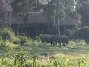 2 elephants