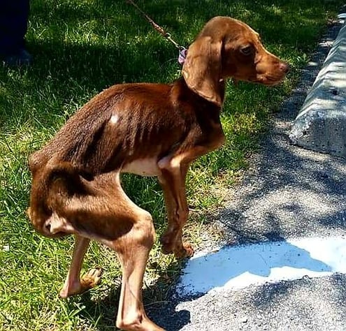 alt="emaciated dog before"