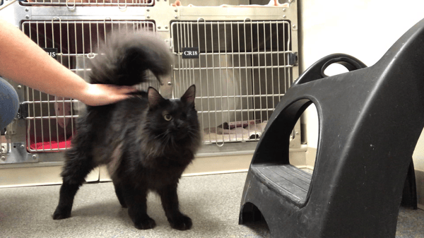 Cats are Coming out of Their Shells at Animal Friends Humane Society