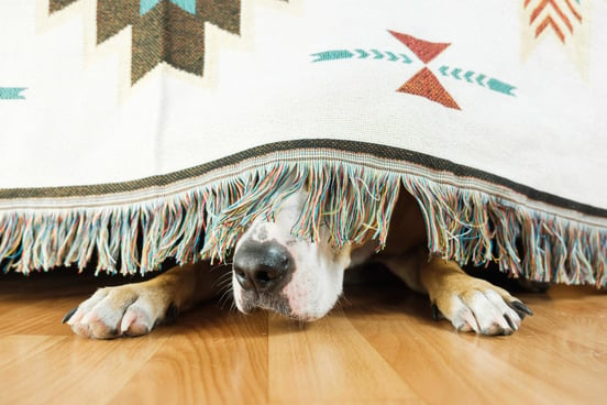 Dog feel safe during a storm under bed