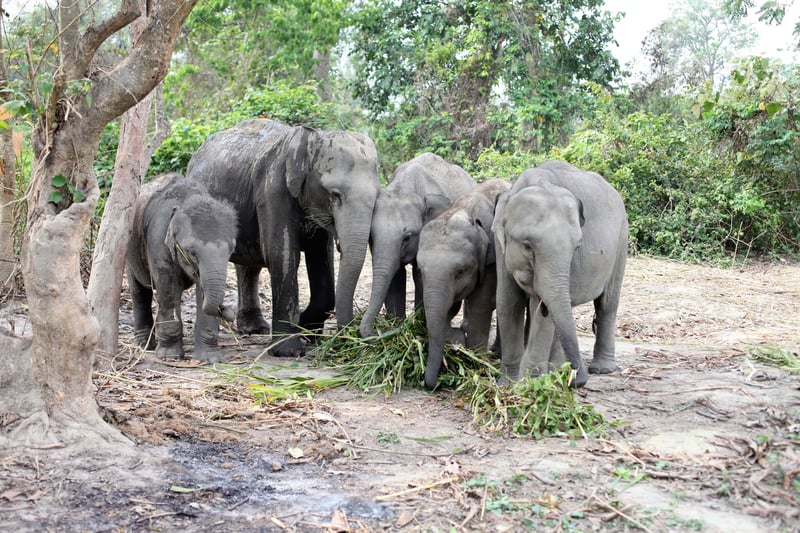 CWRC-Elephant-Calves01n1