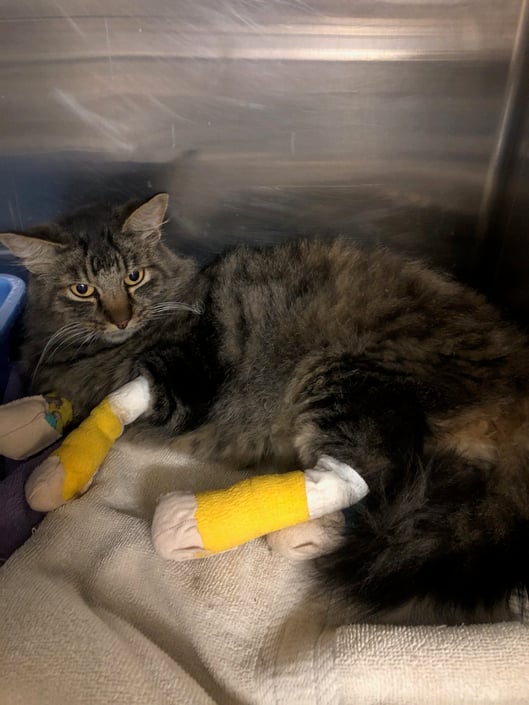 A domestic longhaired cat lays on a towel in a shelter with burned and bandaged paws.