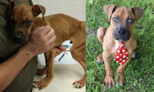 Champ when he was rescued, and after receiving care.