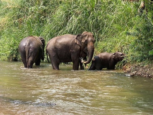 elephants in the river