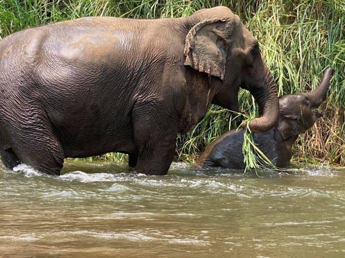 elephants at Chok Chai enjoying the water