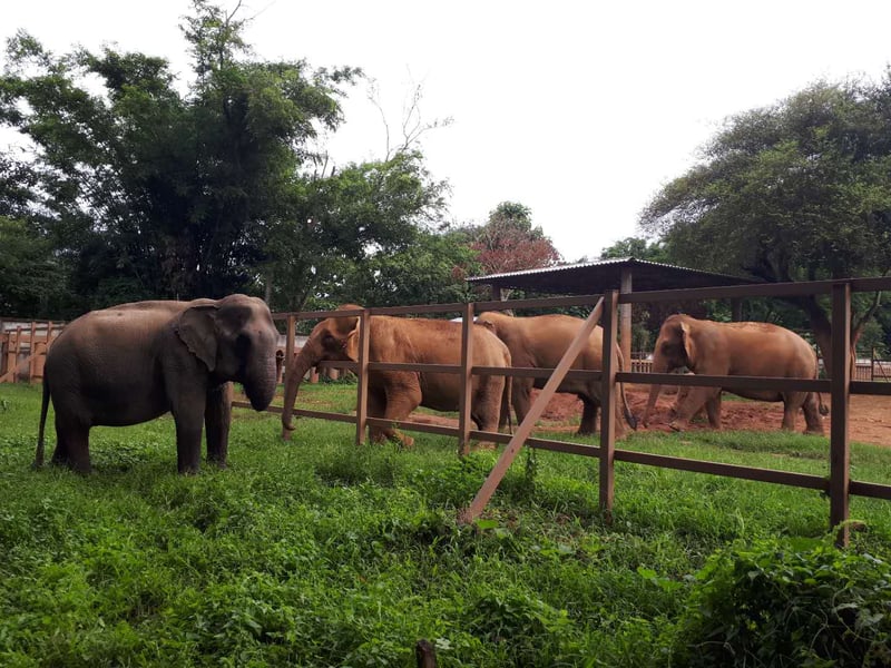 Fah-Mui-meets-her-new-friends-at-Elephant-Nature-Park