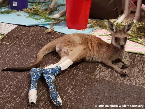 alt="rescued joey kangaroo"
