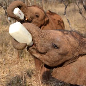 Rescue baby elephants dogs via The Animal Rescue Site and www.GreaterGood.org