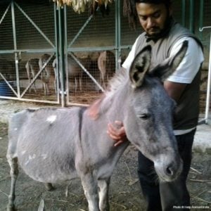 Rescue donkeys via The Animal Rescue Site and www.GreaterGood.org