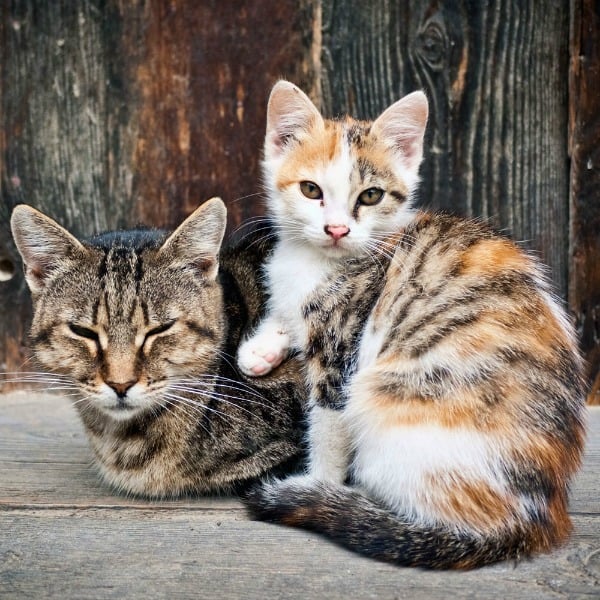 Help humanely regulate the feral cat population via www.GreaterGood.org