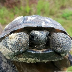 Rescue gopher tortoises dogs via The Animal Rescue Site and www.GreaterGood.org