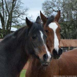 Rescue horses via The Animal Rescue Site and www.GreaterGood.org