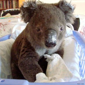 Rescue koalas via The Animal Rescue Site and www.GreaterGood.org