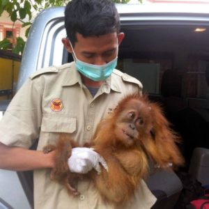 Rescue orangutans via The Animal Rescue Site and www.GreaterGood.org