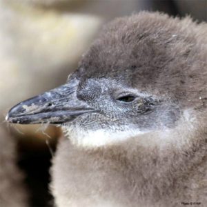 Rescue baby penguins via The Animal Rescue Site and www.GreaterGood.org