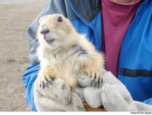 Rescue prairie dogs via The Animal Rescue Site and www.GreaterGood.org