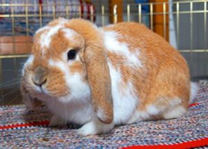 Rescue rabbits via The Animal Rescue Site and www.GreaterGood.org