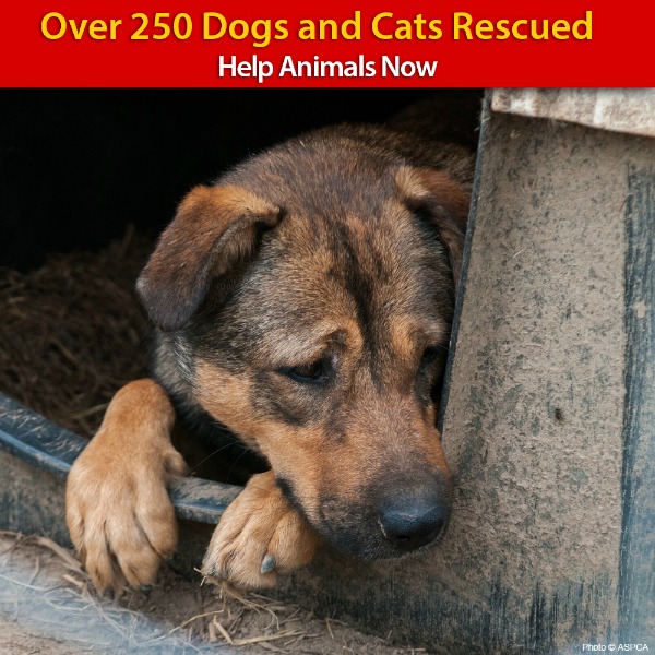 Urgent need for assistance with rescued dogs and cats from neglect via www.GreaterGood.org