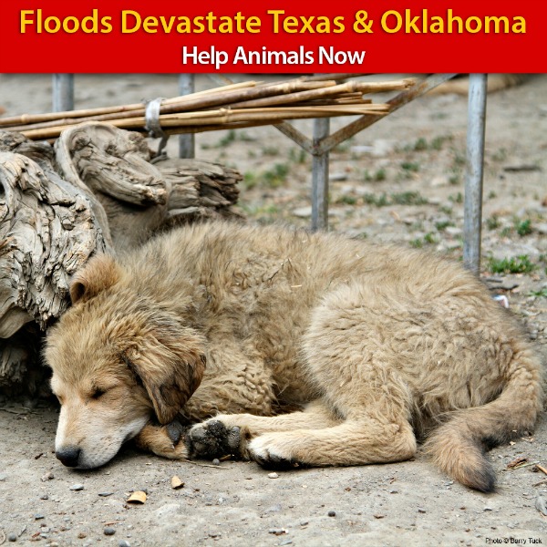 Help animals affected by the deadly flash floods in Texas and Oklahoma via www.GreaterGood.org
