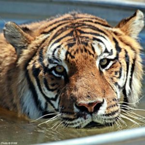 Rescue tigers via The Animal Rescue Site and www.GreaterGood.org