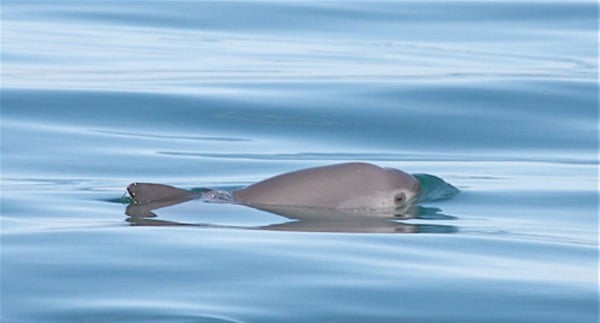 Protect the vaquita, the world's most endangered marine mammal via www.GreaterGood.org