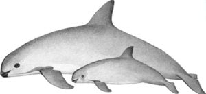 Protect the vaquita, the world's most endangered marine mammal via www.GreaterGood.org
