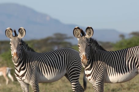 alt="two wild zebras"