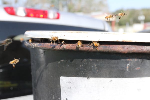 Hungry bees eating syrup as soon as it arrived.