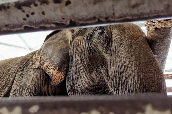 An elephant on the truck, ready for rescue