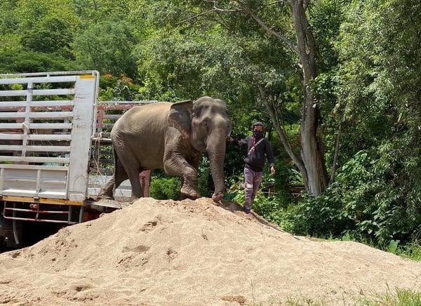 an elephant getting off the truck 