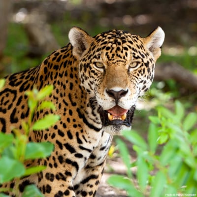 Jaguar--768x768