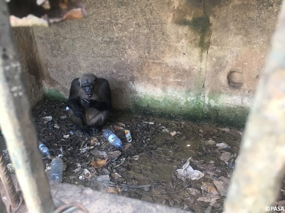 alt="chimpanzees in cage"