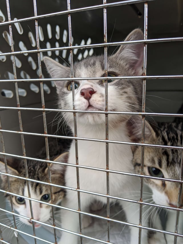 Three kittens in a crate look curiously at the camera.