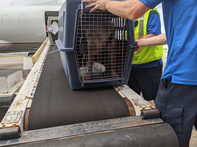 A dog in a crate is loaded onto a conveyer belt leading to the inside of a plane.