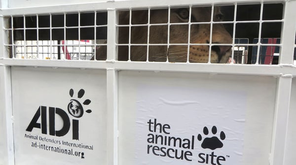 Peru_lions_Animal_Rescue_Site_