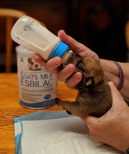 kansas city pet project puppy bottle feeding coronavirus response