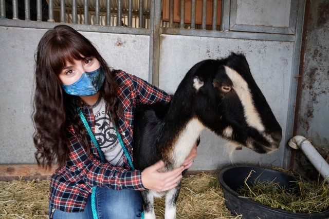 Female shelter worker poses with rescued goat in a barn stall. She is wearing a face mask for COVID-19.