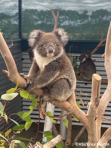 alt="koala saved from bushfires"
