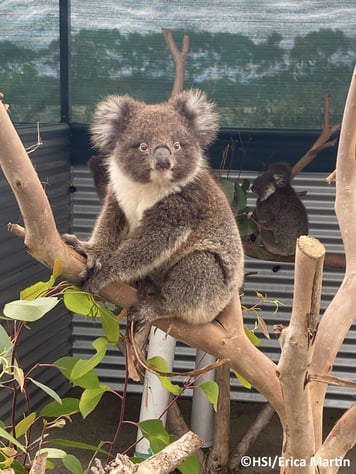 alt="koala saved from bushfires"