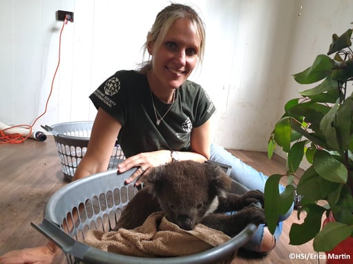 alt="koala saved from bushfires resting"