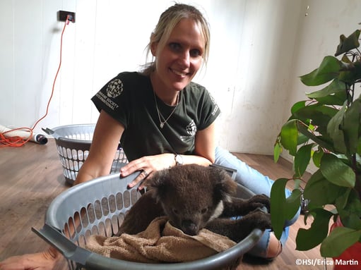 alt="koala saved from bushfires resting"
