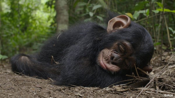 alt="chimpanzees free at the sanctuary"