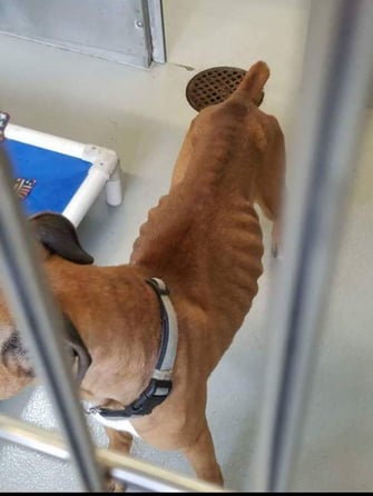 alt="emaciated dog suffering from animal neglect"